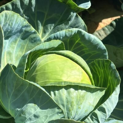 卷心菜4 Farao Organic (F1) Cabbage Seed
