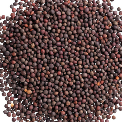 卷心菜5 Farao Organic (F1) Cabbage Seed