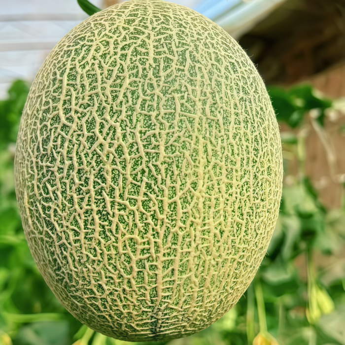 哈密瓜2 Sarah's Choice (F1) Melon Seed
