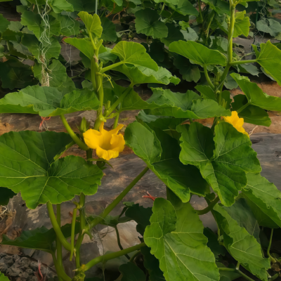 圆南瓜2 Wan Fu (F1) Pumpkin Seed