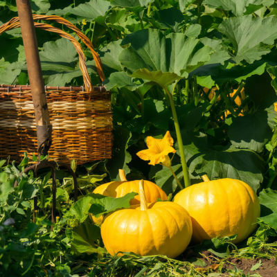 圆南瓜4 Wan Fu (F1) Pumpkin Seed