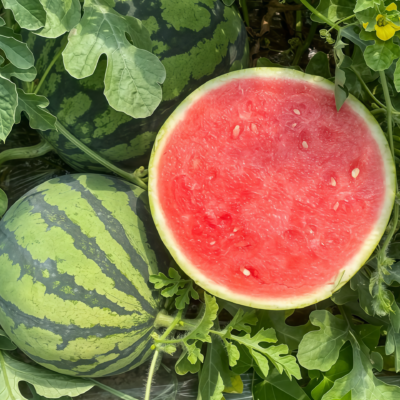 Starlight (F1) Watermelon Seed