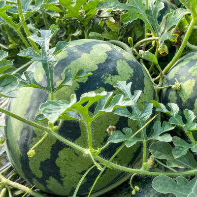Starlight (F1) Watermelon Seed