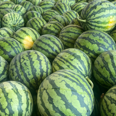 Starlight (F1) Watermelon Seed