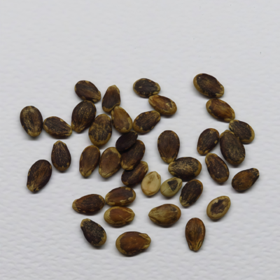 Starlight (F1) Watermelon Seed