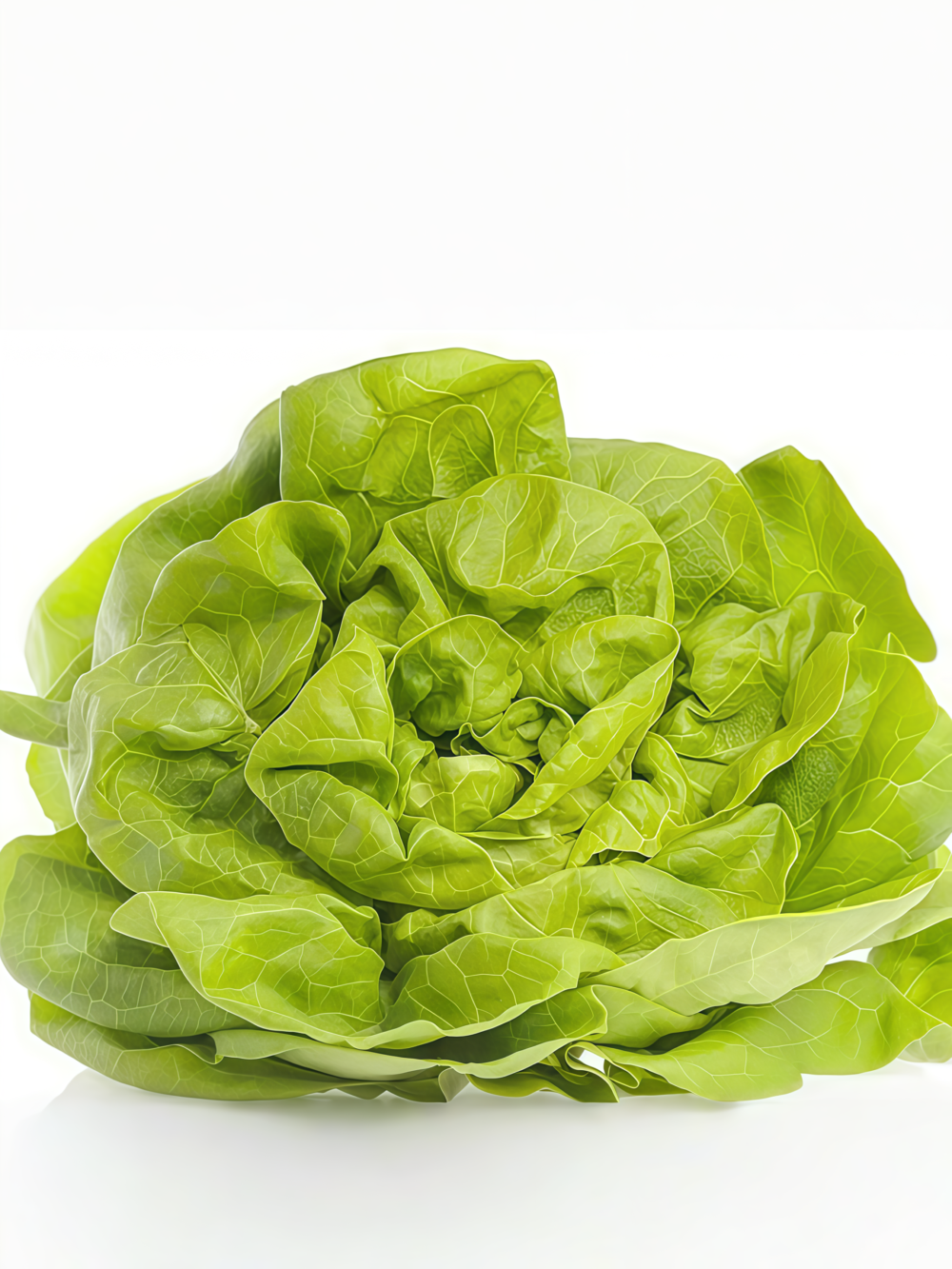 Buttercrunch Organic Lettuce Seed