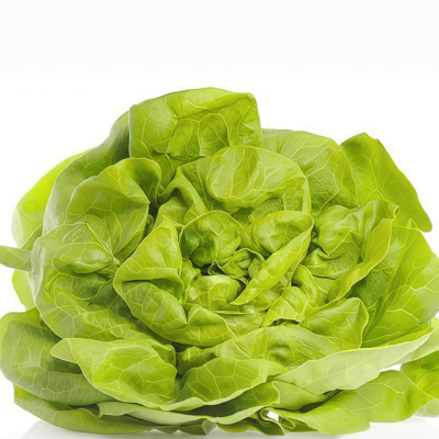 Buttercrunch Organic Lettuce Seed