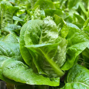 Buttercrunch Organic Lettuce Seed