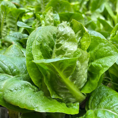 Buttercrunch Organic Lettuce Seed