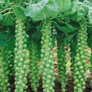 Silvia Organic (F1) Brussels Sprout Seed
