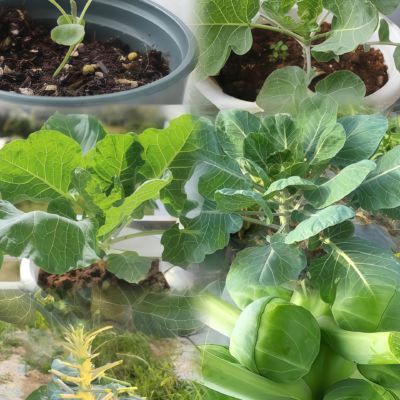 抱子甘蓝3 Silvia Organic (F1) Brussels Sprout Seed