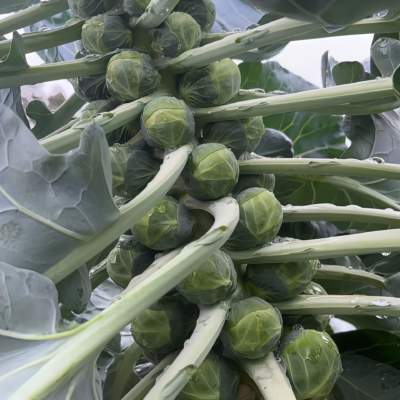抱子甘蓝4 Silvia Organic (F1) Brussels Sprout Seed