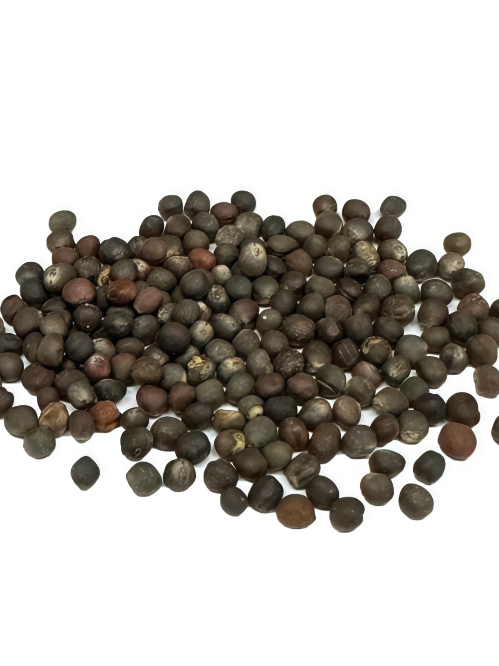 抱子甘蓝5 Silvia Organic (F1) Brussels Sprout Seed