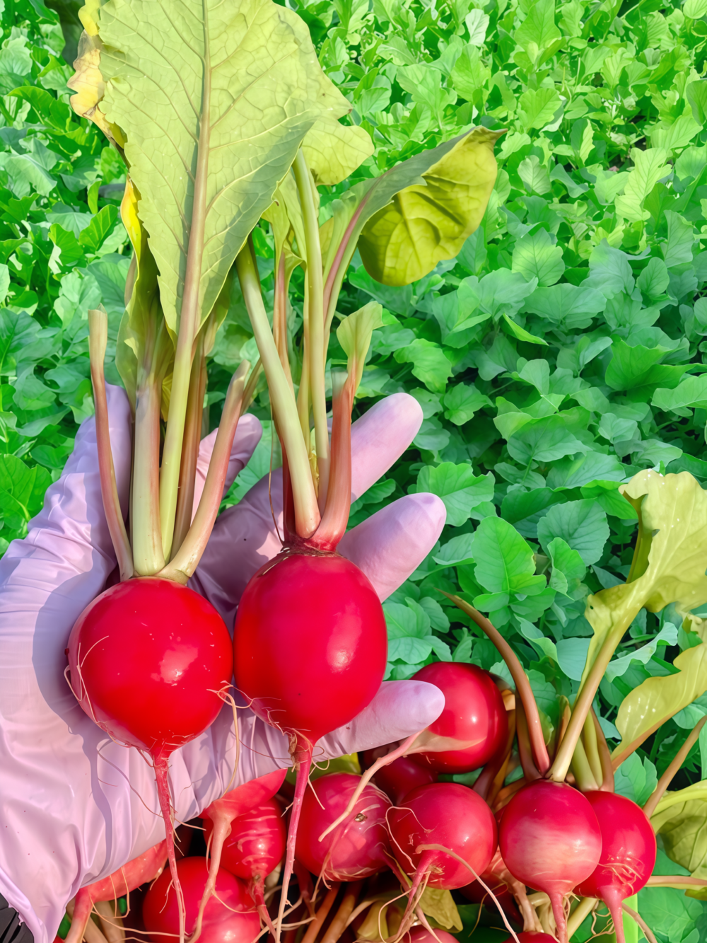 樱桃萝卜2 Sora Organic Radish Seed