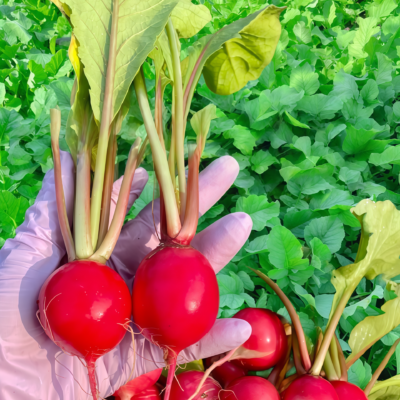 樱桃萝卜2 Sora Organic Radish Seed