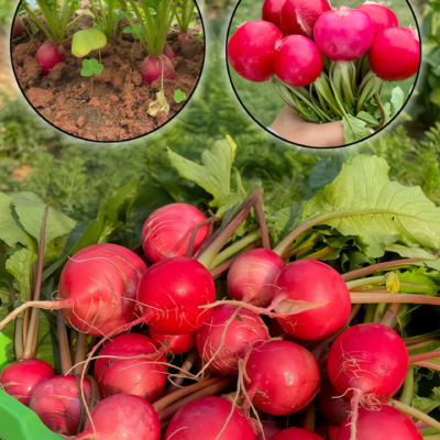 樱桃萝卜3 Sora Organic Radish Seed