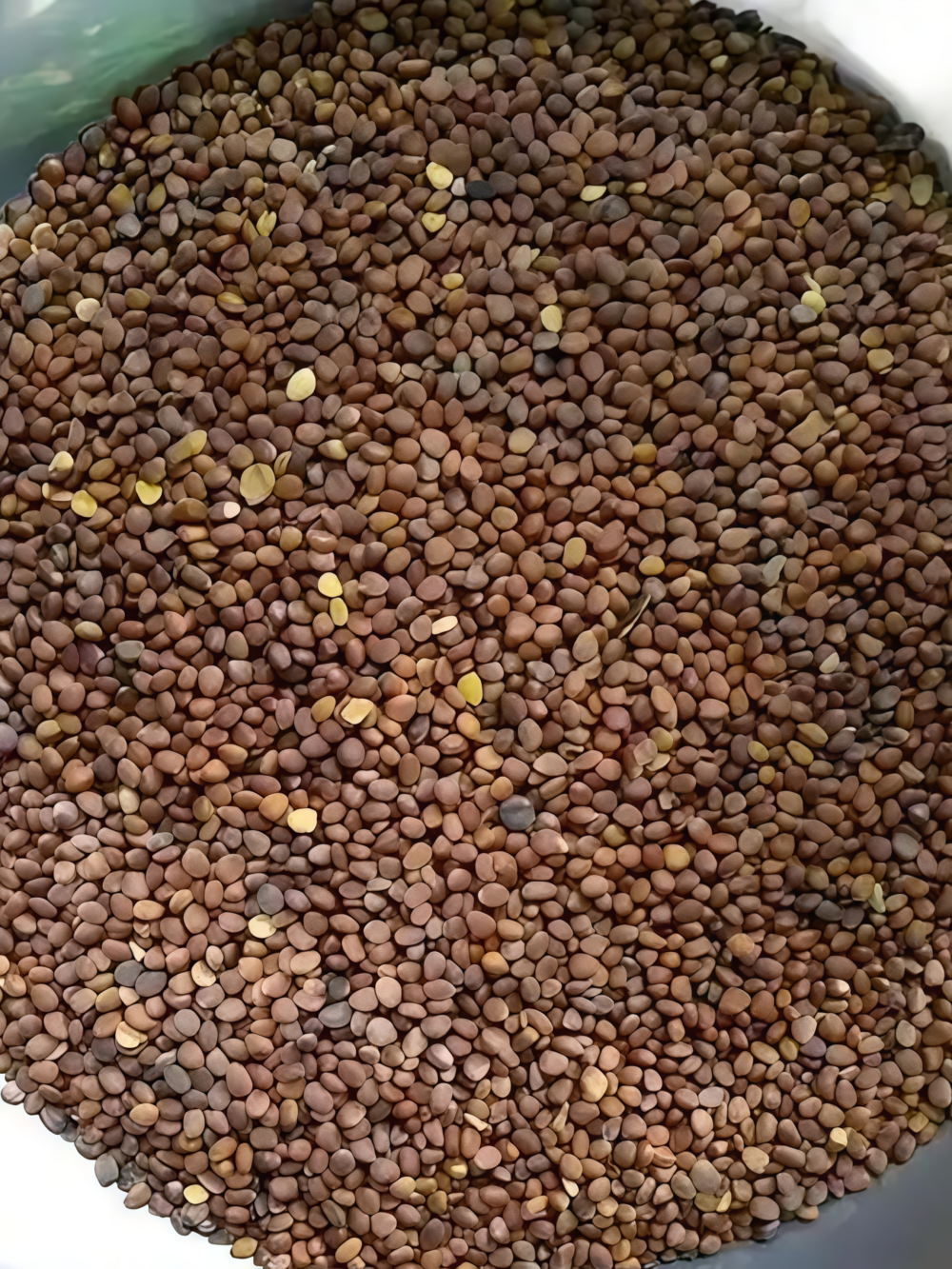 樱桃萝卜5 Sora Organic Radish Seed
