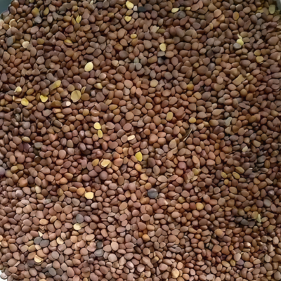 樱桃萝卜5 Sora Organic Radish Seed