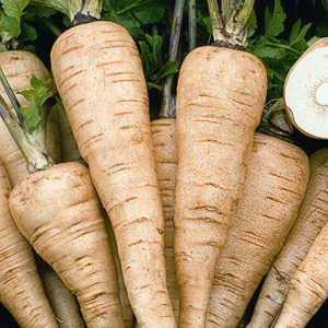 Dagger (F1) Parsnip Seed