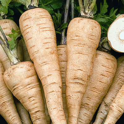 欧防风1 Dagger (F1) Parsnip Seed