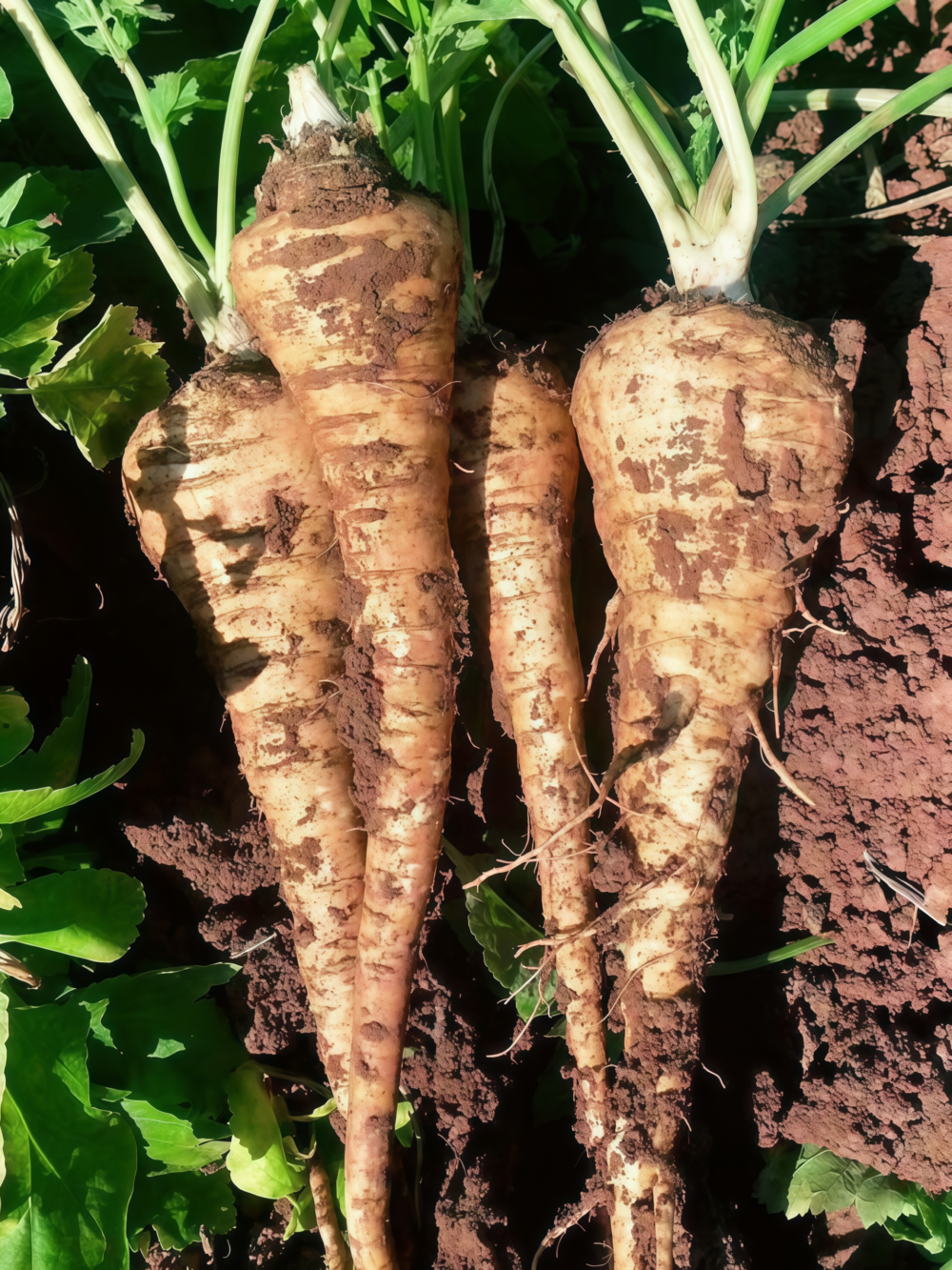 欧防风2 Dagger (F1) Parsnip Seed