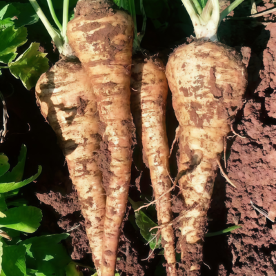 欧防风2 Dagger (F1) Parsnip Seed