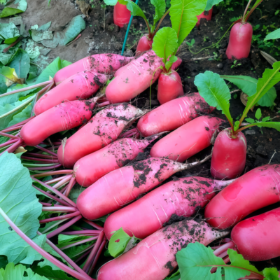 Red King 2 (F1) Radish Seed