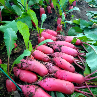 Red King 2 (F1) Radish Seed