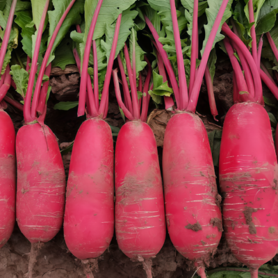 Red King 2 (F1) Radish Seed