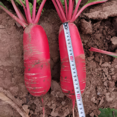 Red King 2 (F1) Radish Seed