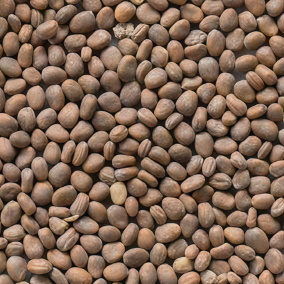 Red King 2 (F1) Radish Seed