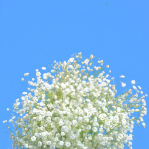 Covent Garden Market Gypsophila Seed