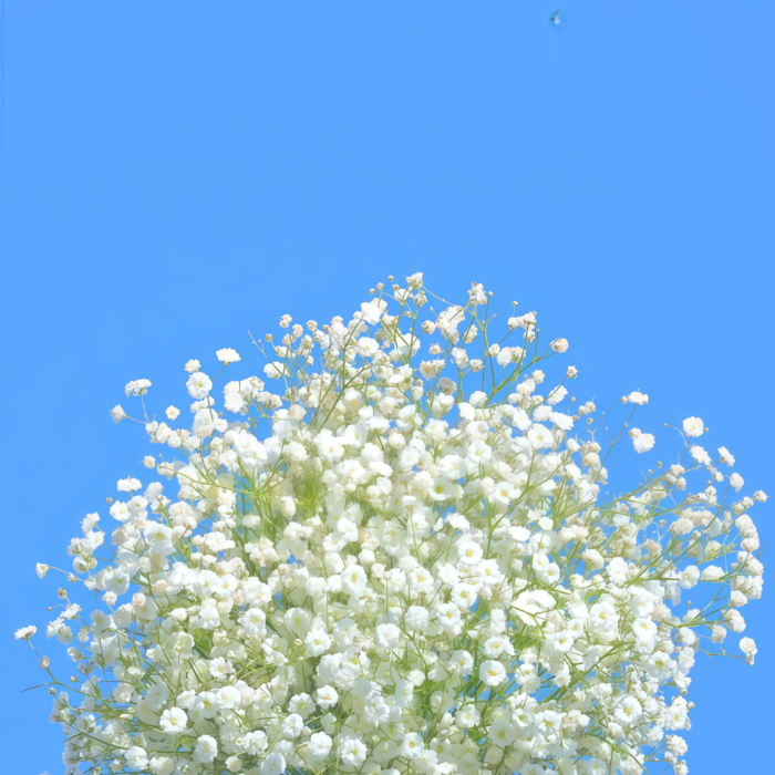 满天星1 Covent Garden Market Gypsophila Seed