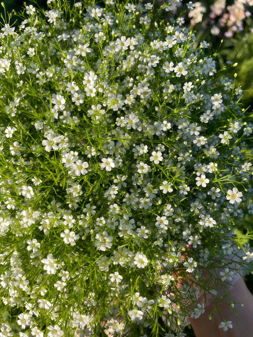 满天星2 Covent Garden Market Gypsophila Seed