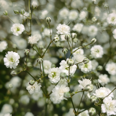 满天星3 Covent Garden Market Gypsophila Seed