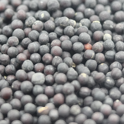 满天星5 Covent Garden Market Gypsophila Seed