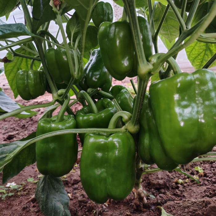 甜椒 Nitro (F1) Bell Pepper Seed