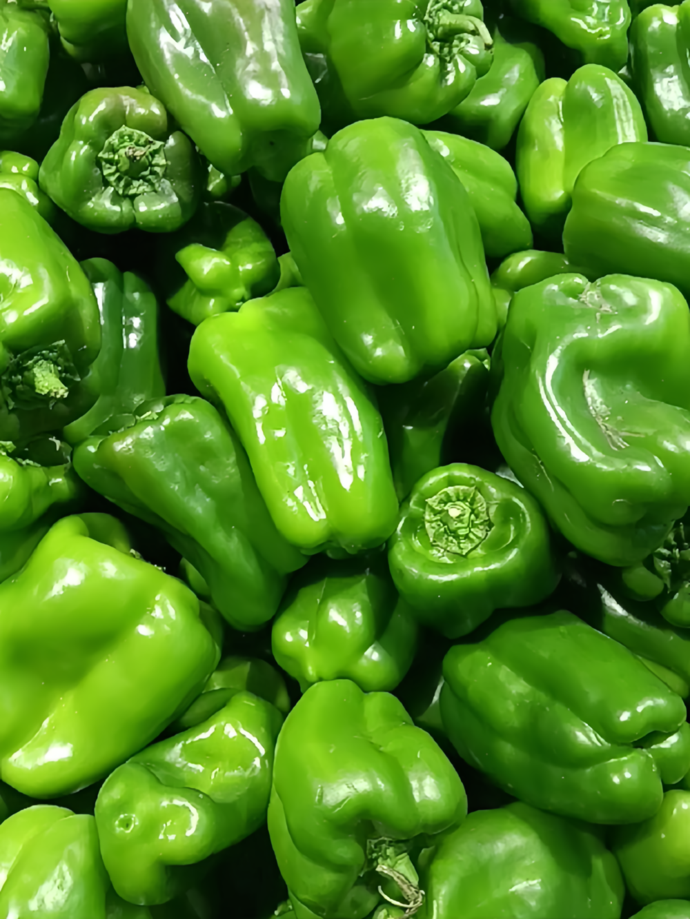 甜椒8 Nitro (F1) Bell Pepper Seed