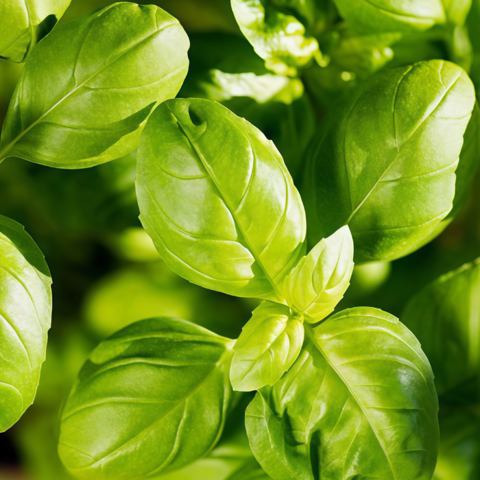 甜罗勒2 Aya Prospera® Active DMR Organic Basil Seed