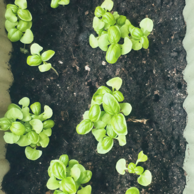 甜罗勒3 Aya Prospera® Active DMR Organic Basil Seed