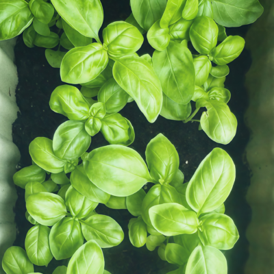 甜罗勒6 Aya Prospera® Active DMR Organic Basil Seed