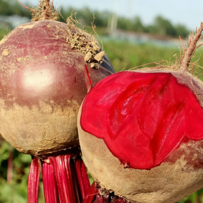 甜菜根2 Merlin Organic (F1) Beet Seed