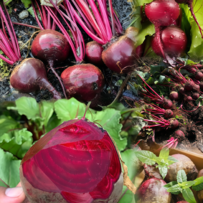 甜菜根4 Merlin Organic (F1) Beet Seed