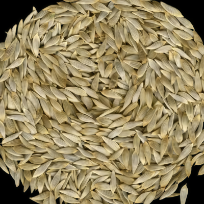 Buttercrunch Organic Lettuce Seed