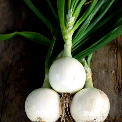 白洋葱1 T-448 (F1) Onion Seed