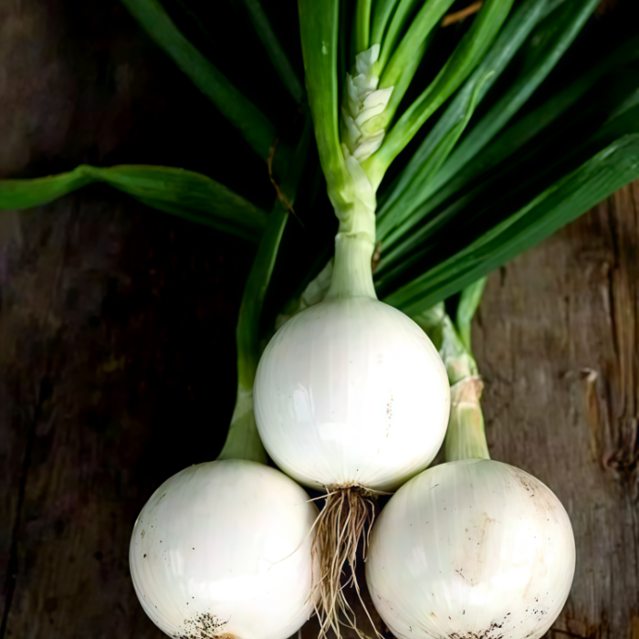 白洋葱1 T-448 (F1) Onion Seed