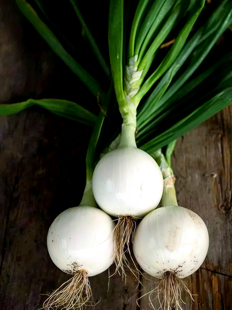 白洋葱1 T-448 (F1) Onion Seed