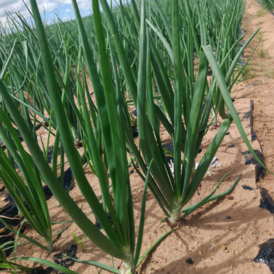 白洋葱2 T-448 (F1) Onion Seed