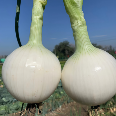 白洋葱3 T-448 (F1) Onion Seed