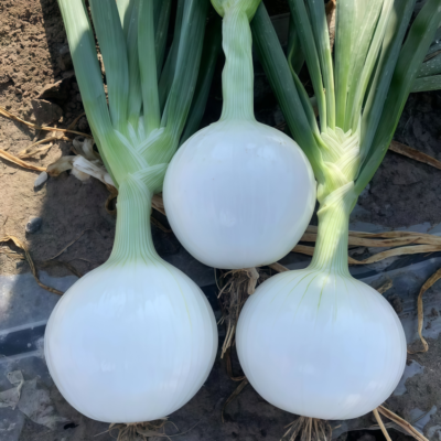 白洋葱4 T-448 (F1) Onion Seed